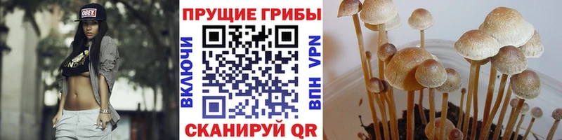 Псилоцибиновые грибы Psilocybe  Гремячинск 